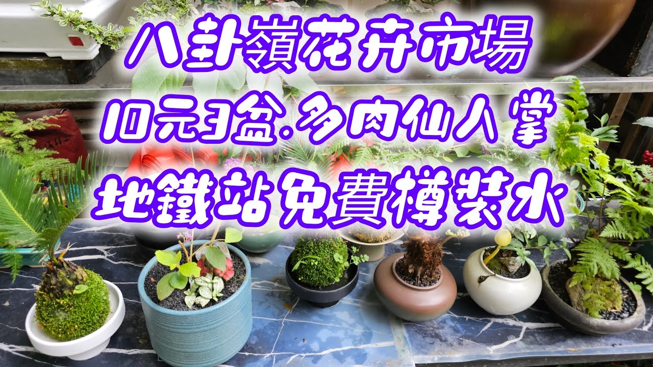 深圳！八卦嶺！花卉市場！仙人掌！超平！地鐵！免費樽裝水！咖啡店！羅湖！福田口岸