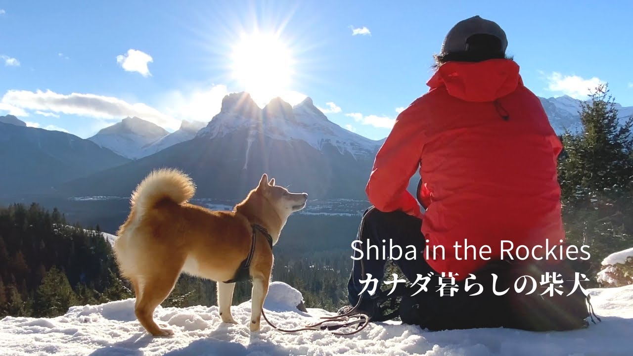 柴犬を連れて逆光に輝くロッキー山脈の展望地へ登る｜カナダ海外生活｜4K｜