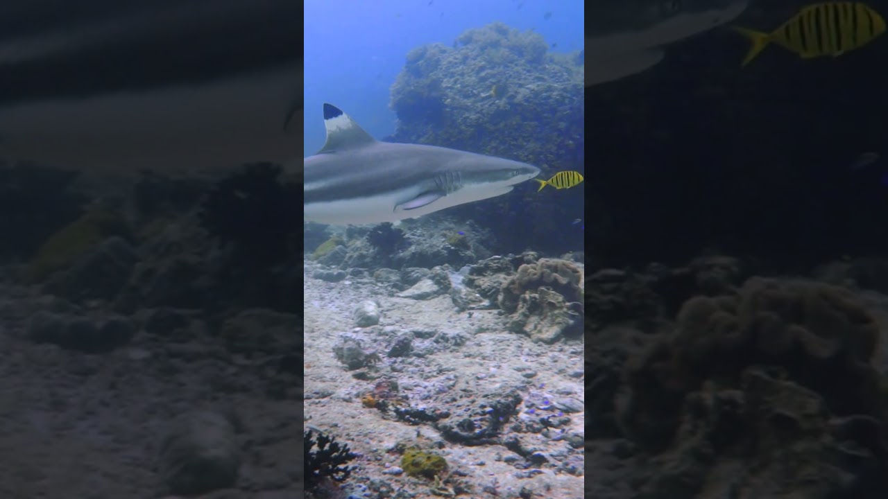 The beautiful Blacktip Reef Shark 🦈🪸