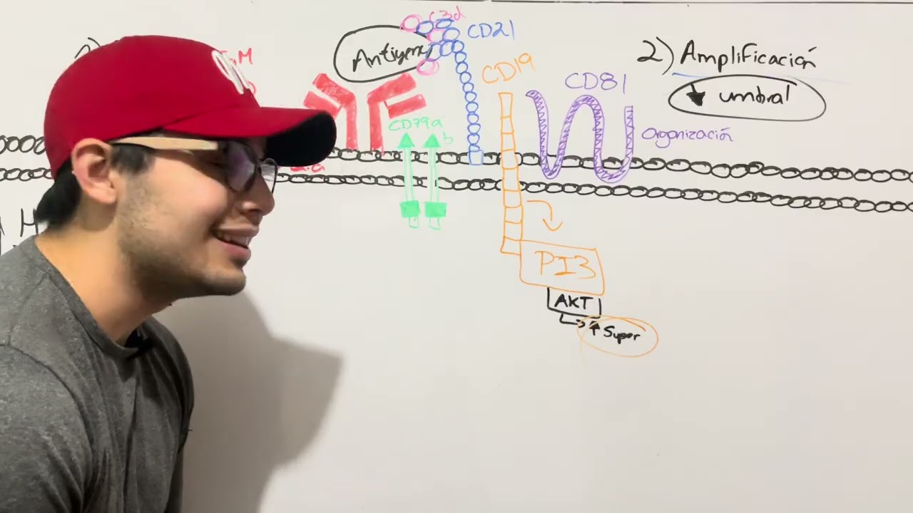 Activación del linfocito B.