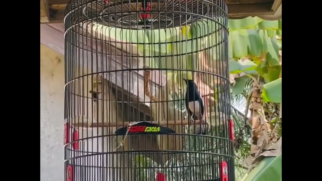 Kacer gacor, cocok Sekali untuk pancingan Kacer yg lagi mogok bunyi.