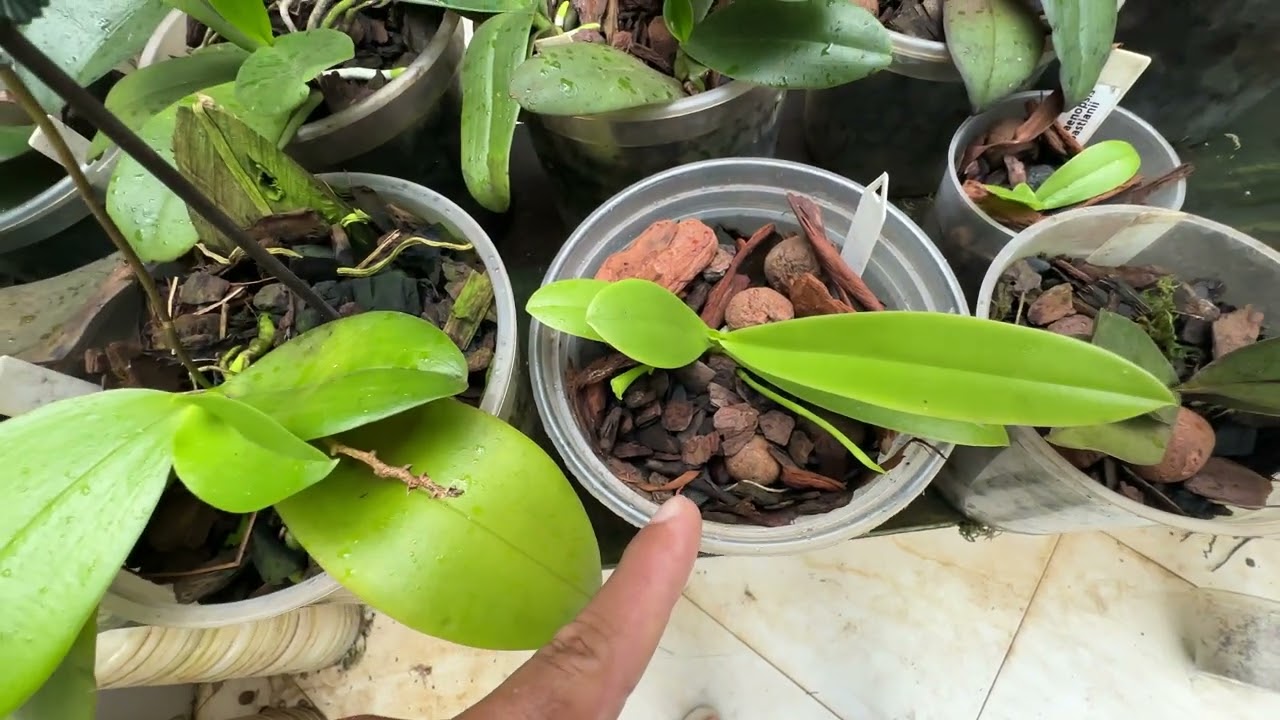 COMO CULTIVAR PHALAENOPSIS 