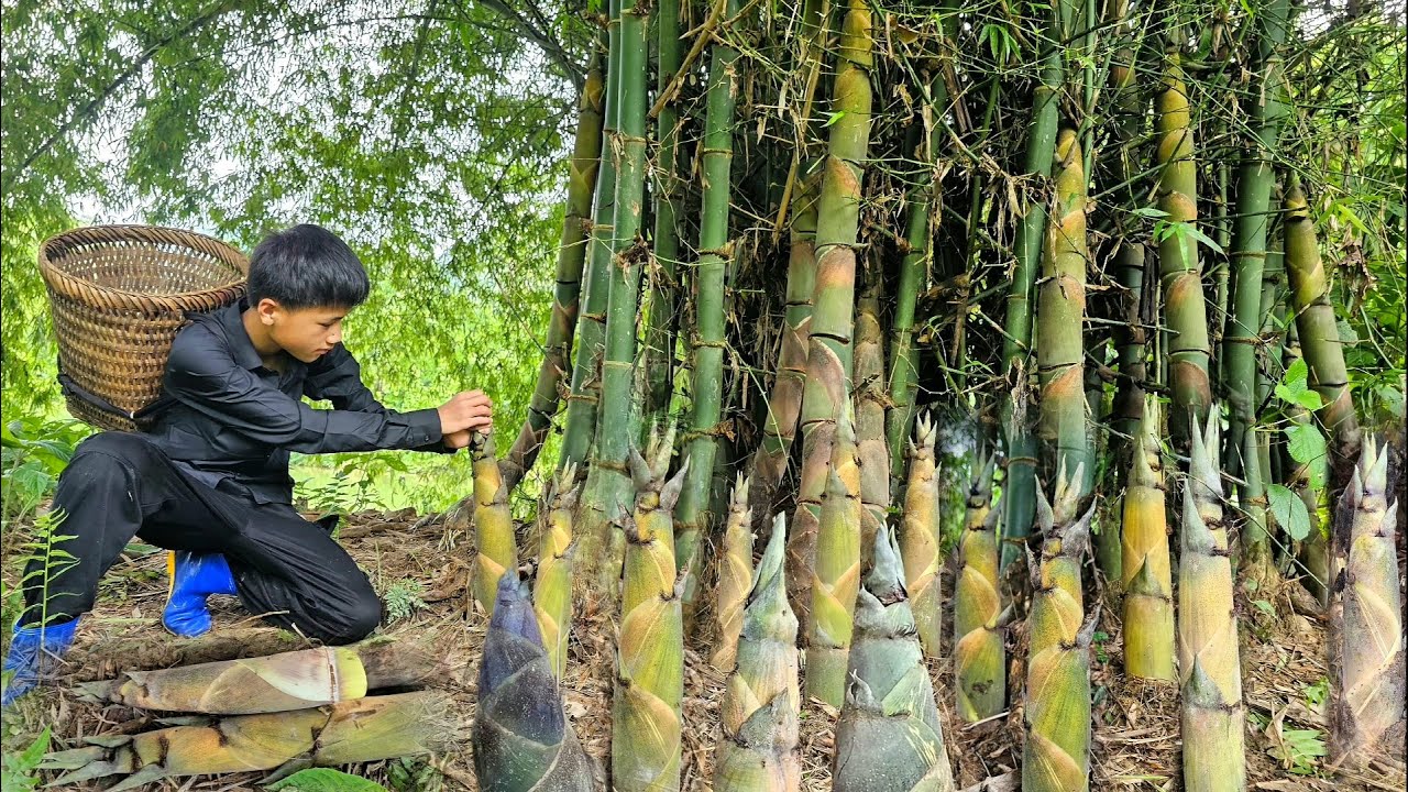 Nam went to pick very big, beautiful bamboo shoots to sell - Bought chicken to cook a delicious meal