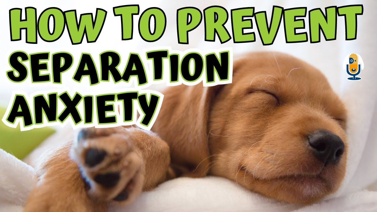 Puppy Home Alone: Are You Creating Chaos or Calm? #98