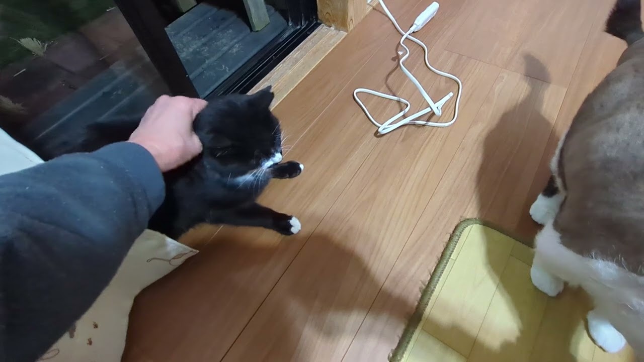 深夜のはなお嬢様は強引です