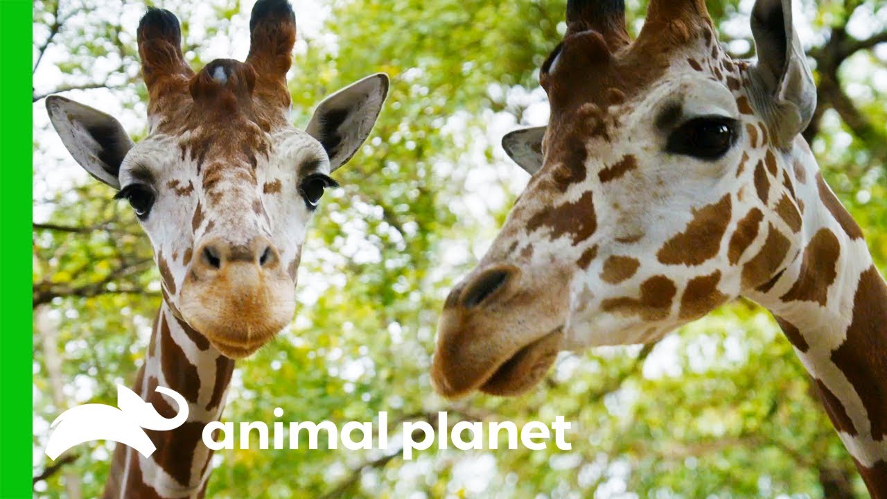 Giraffe's Awkward First Date | The Zoo