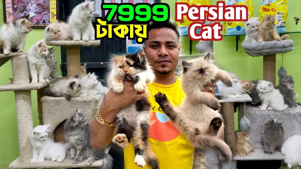 Persian Cat Price in Kolkata. Cat Market in Kolkata. Kolkata Cat Market.