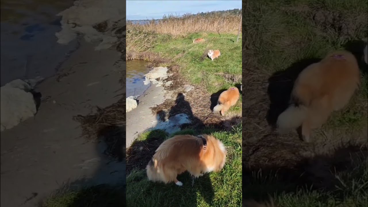 Ausflug an die Schlei mit der Sheltiebande