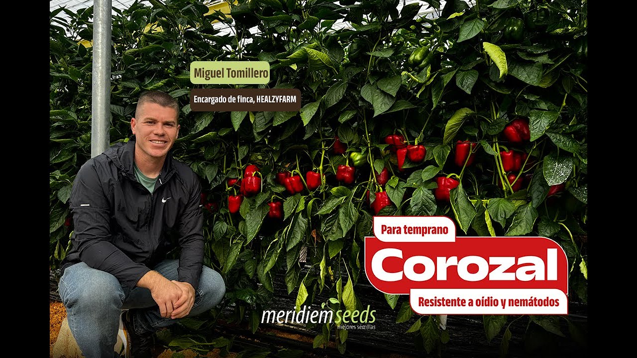 🫑🙌🏻Entrevista a Miguel Tomillero, encargado de finca de HEALZYFARM sobre COROZAL.