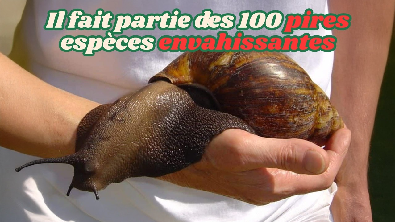 10 faits étonnants sur les ESCARGOTS que vous ne croirez pas ! #escargot