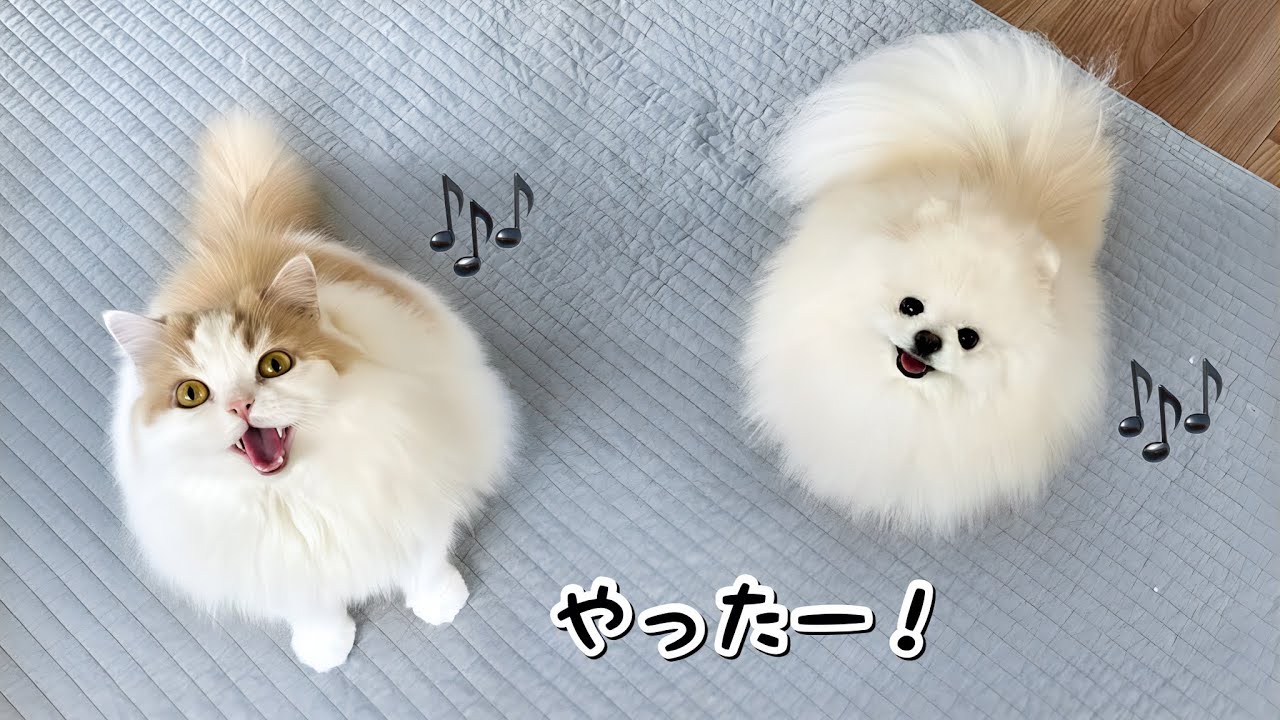 猫と犬との幸せな暮らしが続くように、とあることをはじめました！
