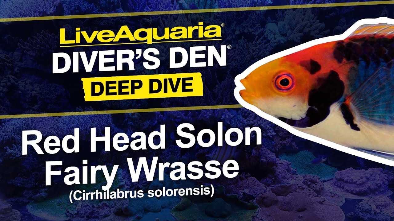 LiveAquaria® Diver’s Den® Deep Dive: Red Head Solon Fairy Wrasse (Cirrhilabrus solorensis)