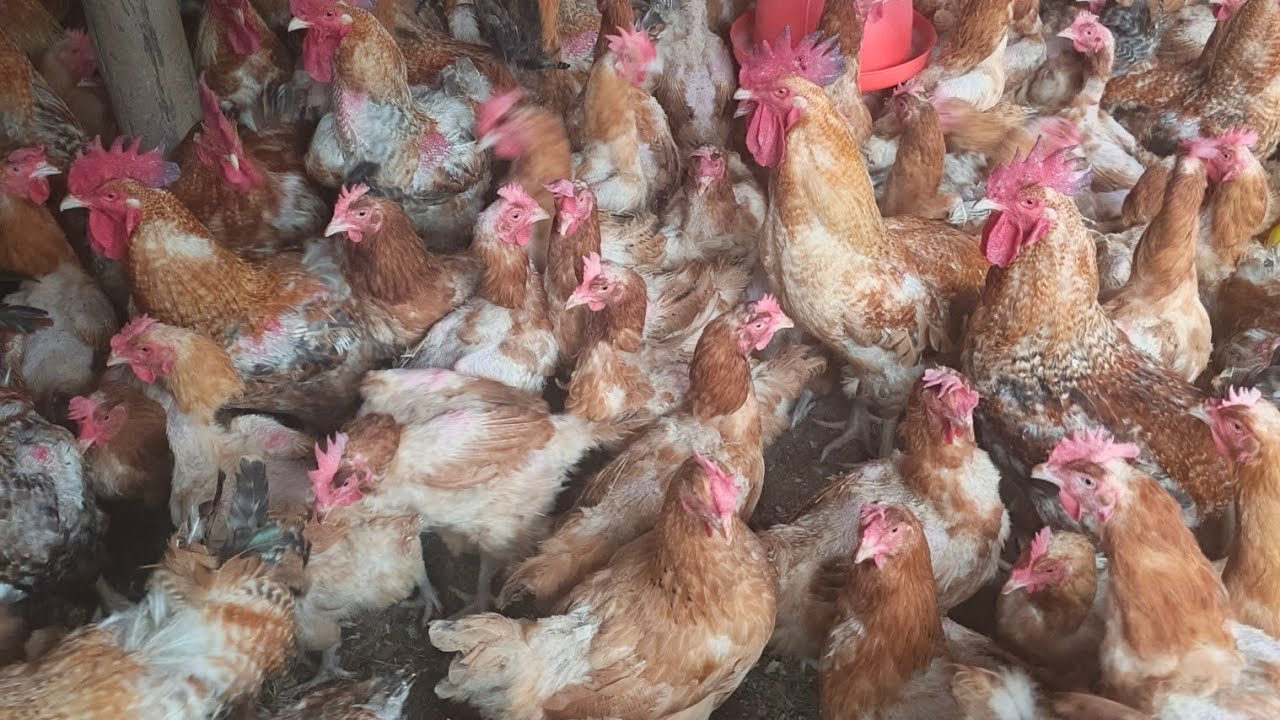 How to treat and prevent the 5 common poultry diseases.