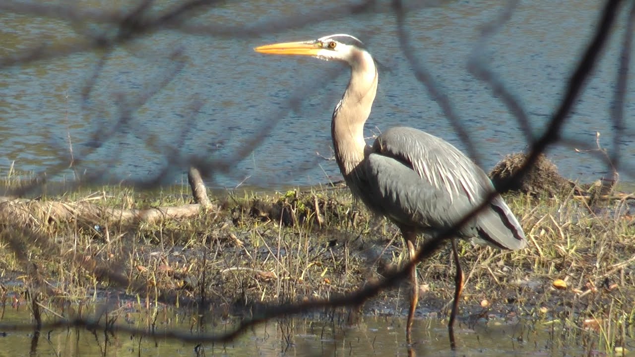 Heron Hunting, Mating Snapping Turtles, & Scenery