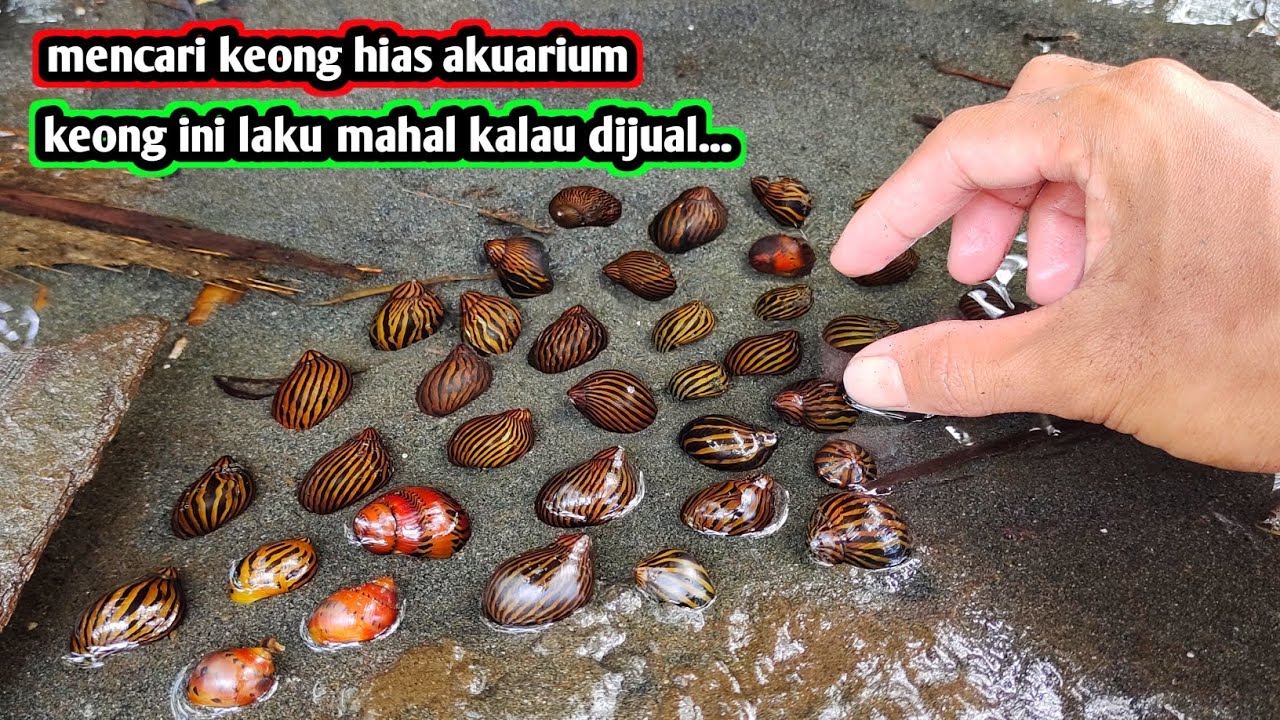 MENCARI KEONG HIAS AKUARIUM DI SUNGAI