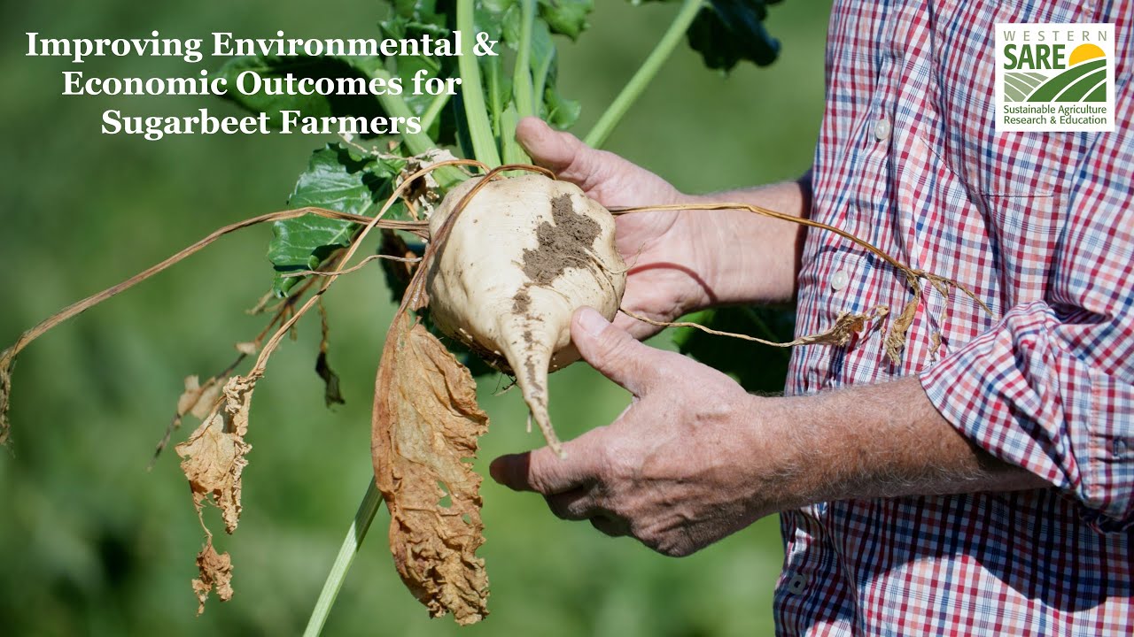 Improving Environmental and Economic Outcomes for Sugar Beet Farmers