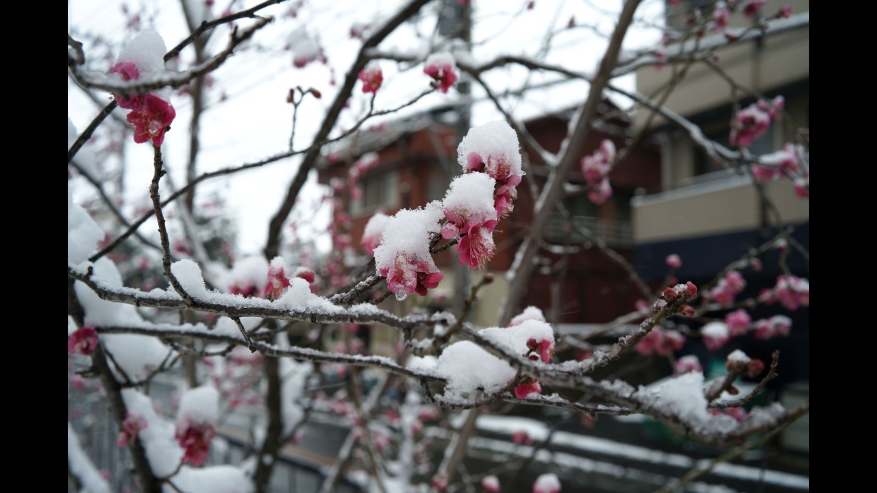 朝起きたら雪が積もっていたので写真撮りに外に出た。