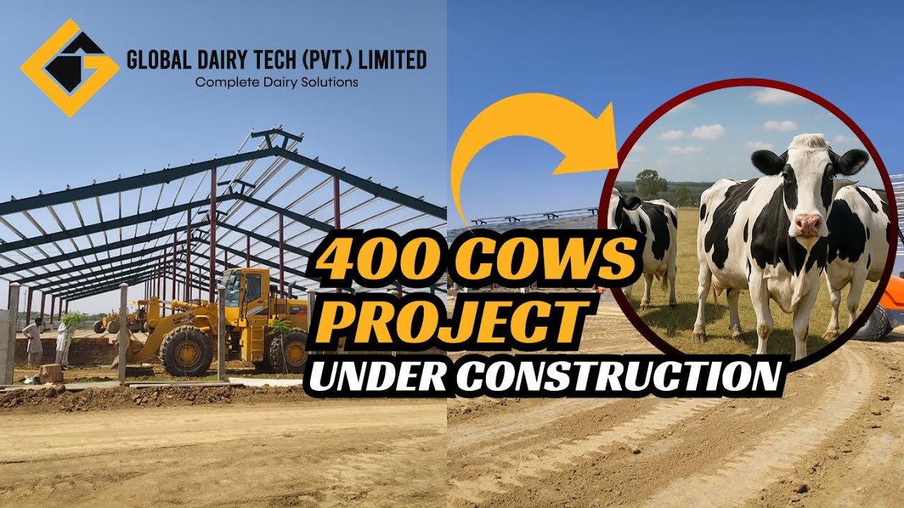 400 Cows Dairy Farm Under Construction at (Chakwal)  | Global Dairy Tech