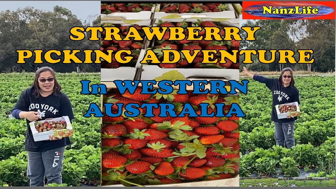 STRAWBERRY PICKING  ADVENTURE IN WESTERN AUSTRALIA