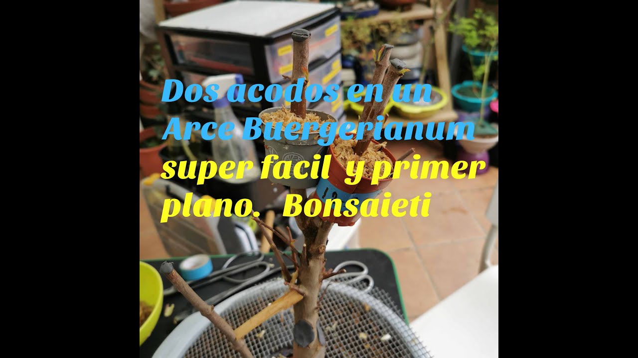 Dos acodos en Arce Buergerianum (Super facil y en primer plano)