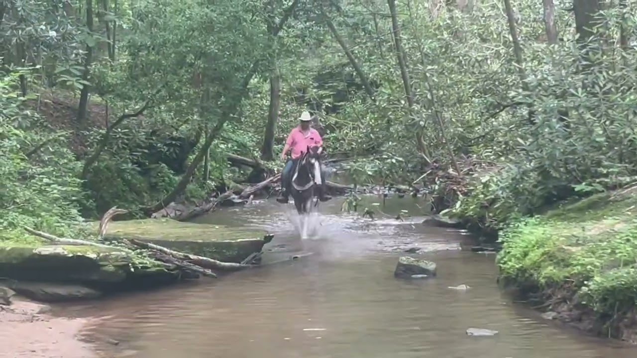 SOLD!!! Nevada Buckskin Tobiano mare