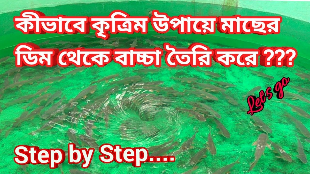কৃত্রিম উপায়ে মাছের ডিম থেকে বাচ্চা তৈরি । Artificial process for fish egg Fertilization । Steps..