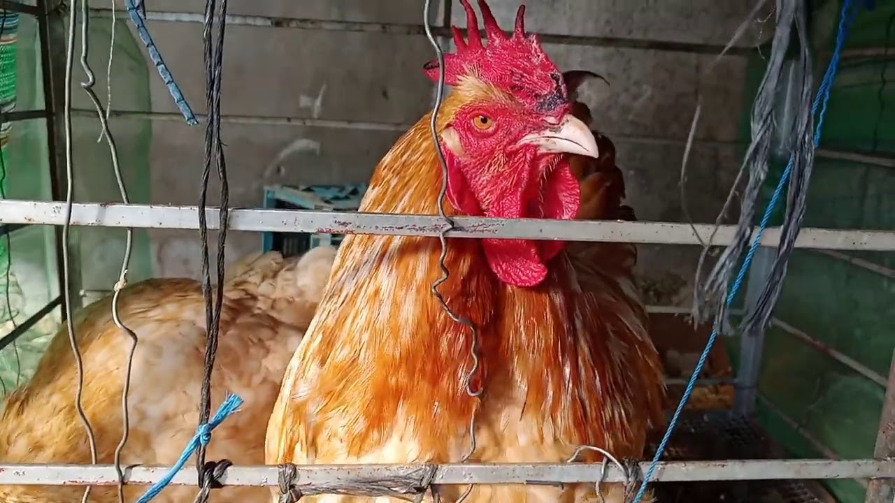 زيارة إلى أحد مربي دجاج الزينة البراهما. أربينطون.لجورن الدهبي.كاستيانةو الأندلسي