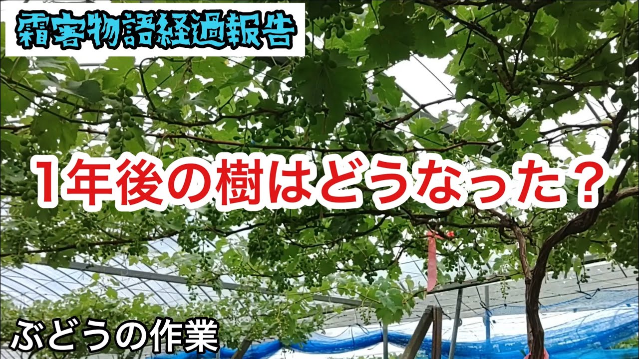 「ぶどうの作業」霜害物語続編！1年後の樹はどうなった？