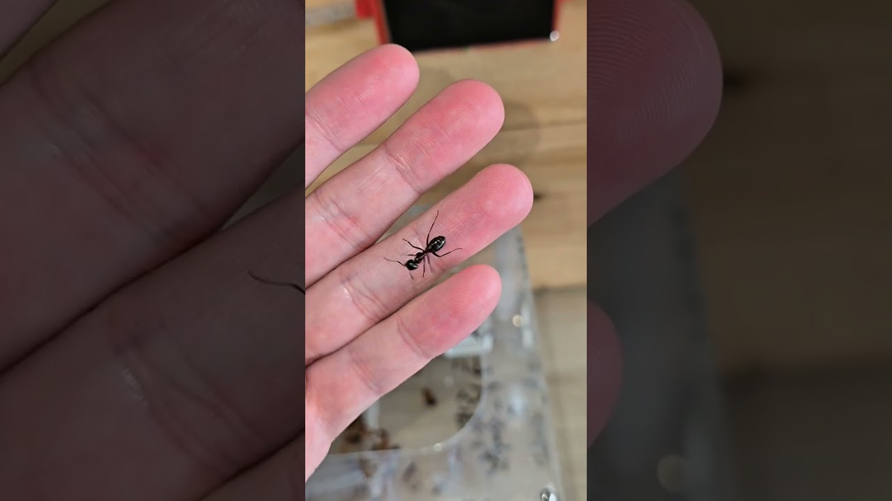 Camponotus ligniperda