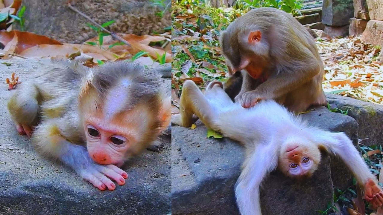 After eating monkey, Lauy relaxes and takes care of her baby.
