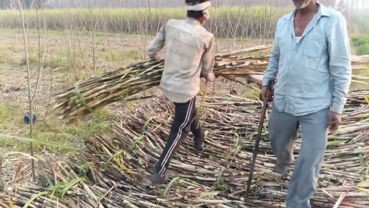 Sugarcane trolley loading time 