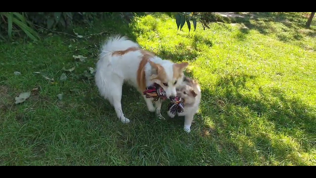 Zuuu s&uuml;&szlig; 😍 Steinunn's Ronja spielt mit den Welpen aus dem U & V- Wurf.