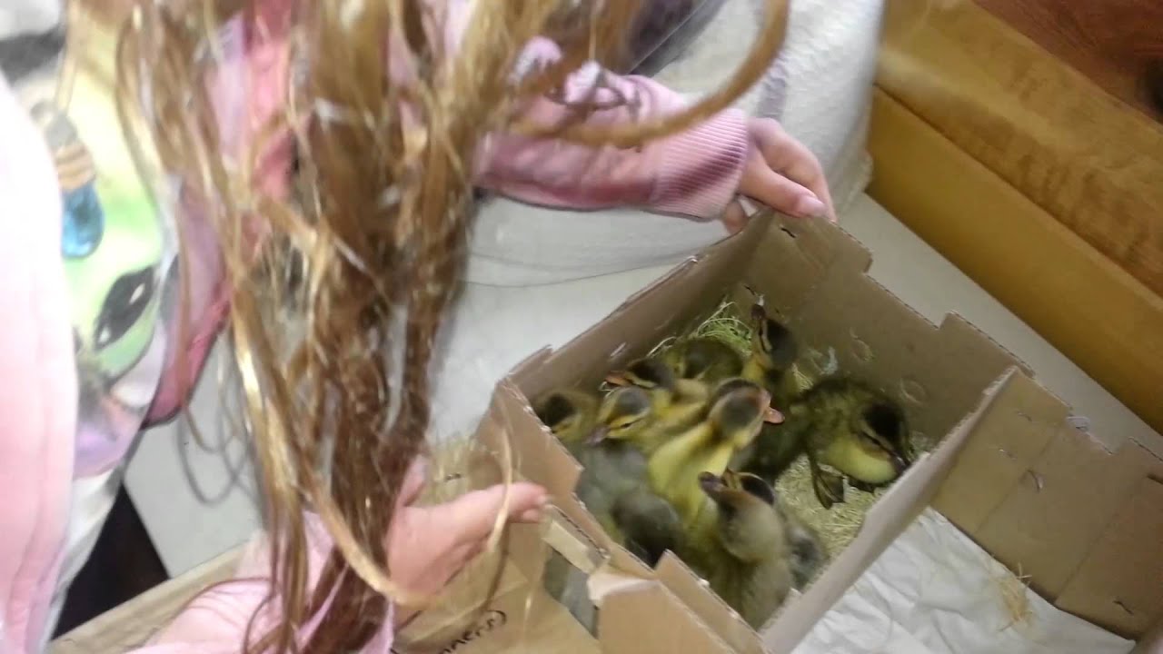 Bringing Home Mail Order Ducklings For The First Time