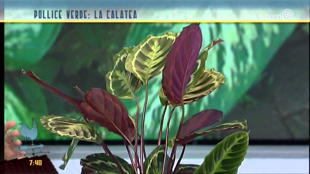 Pollice verde: la spatafilo e la calatea