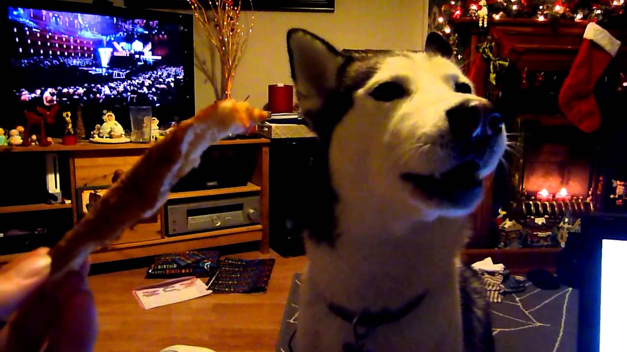 Dexter and the pizza crust