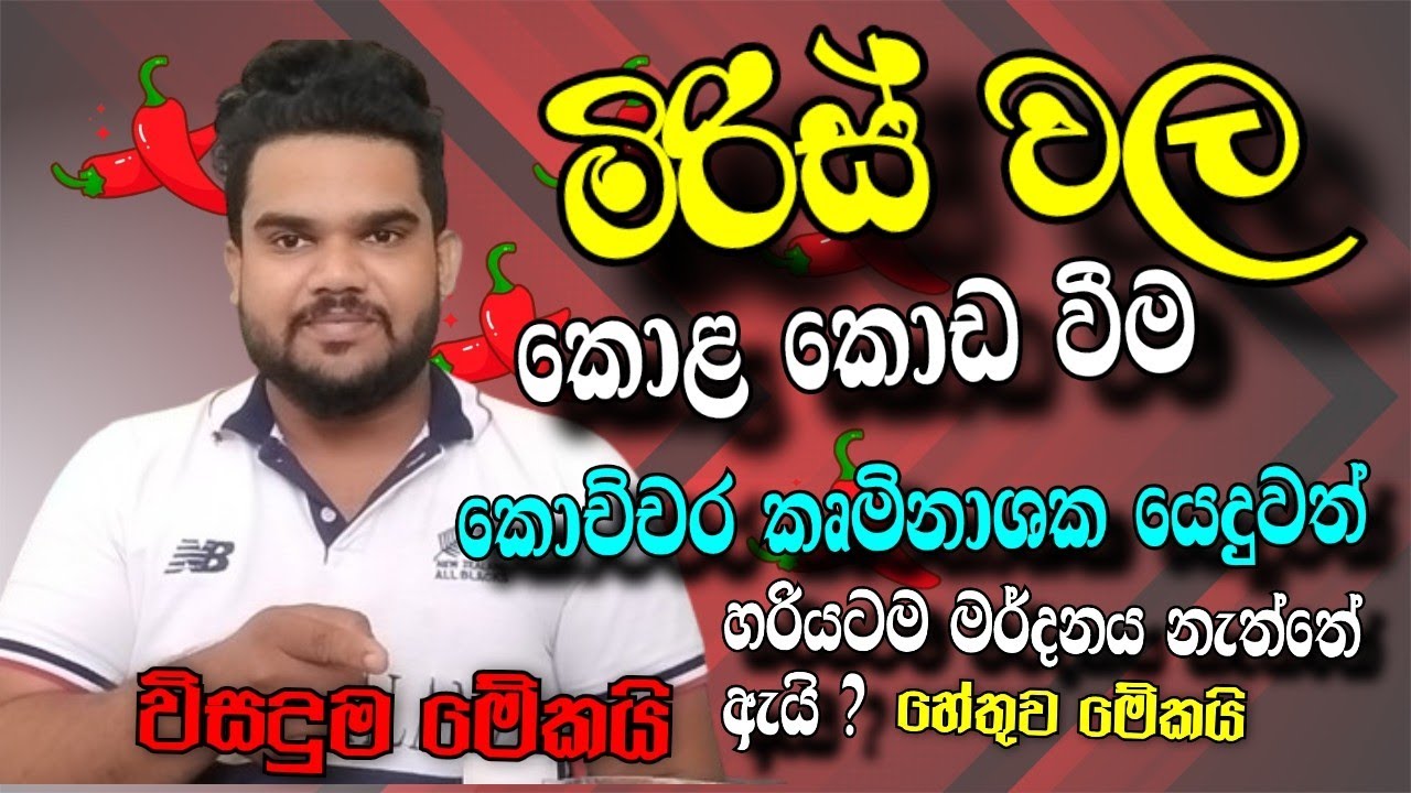 මිරිස් වල කොළ කොඩවීමට හරිවිදියට කෘමිනාශක යොදන විදිය