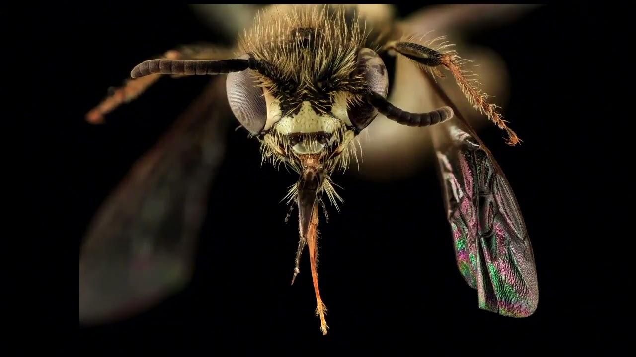 Wild Bees Are Picky: How the 450 Native Bees in New Jersey Divide Up the Plant World