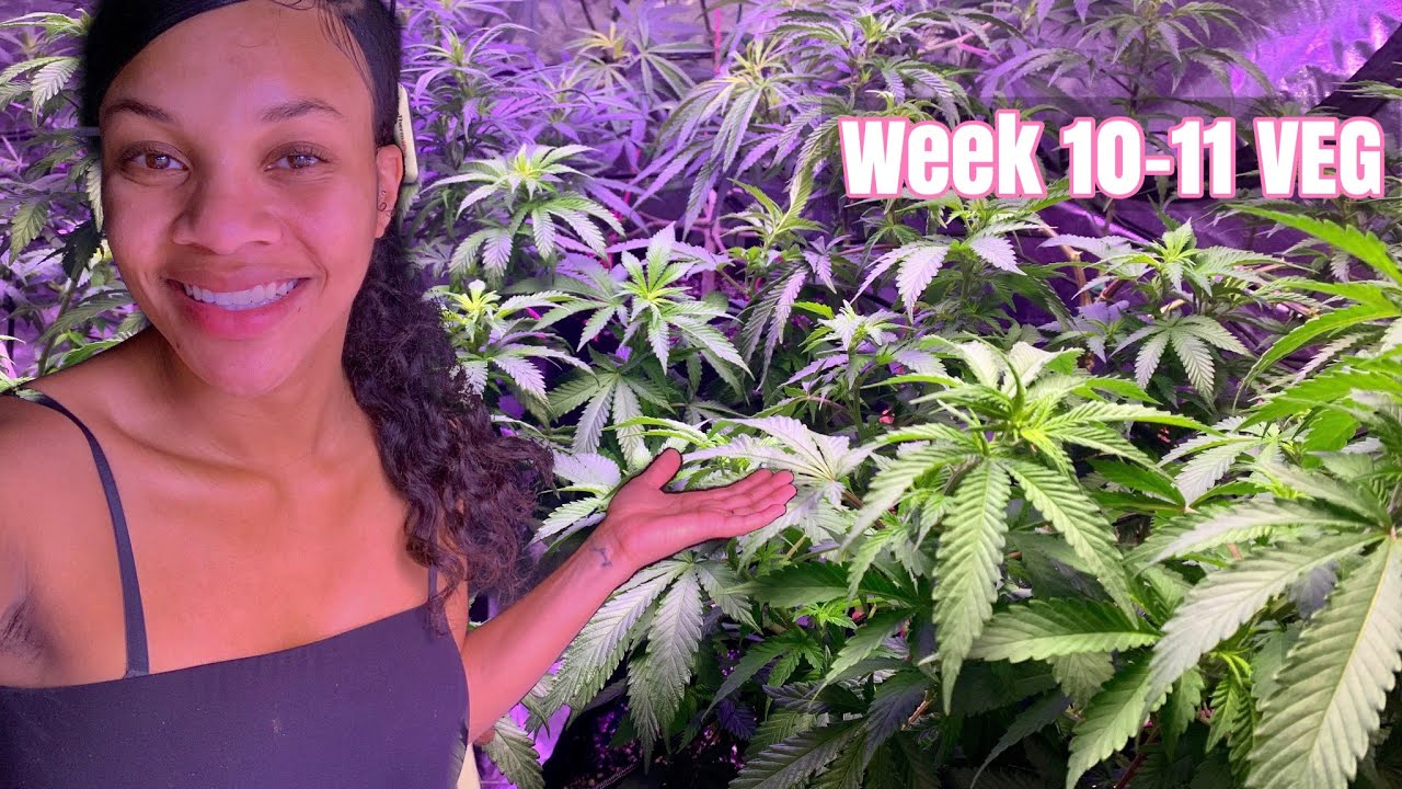 Growing WEED AT Home 🌱 Indoor 5X5 CANNABIS GROW Update
