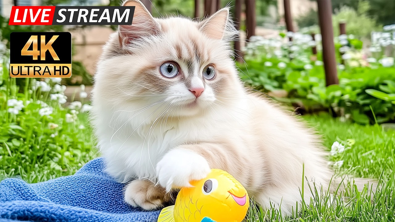 12 Hours Of Healing Music for Cats 😻 Gentle Sleep Tunes for Calm Nights and Comfort 🐾 PET TV