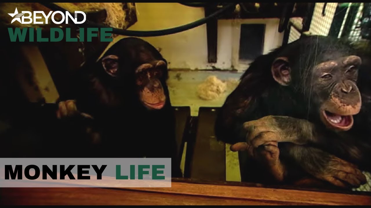 S3E02 | Chimps Give Wildlife Vet The Runaround | Monkey Life | Beyond Wildlife