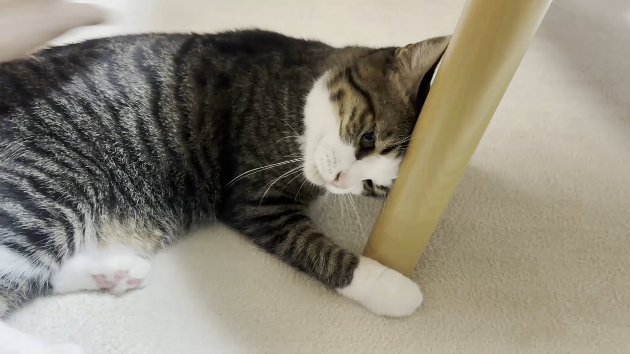 撫でる方向を間違えた息子にマジギレする猫