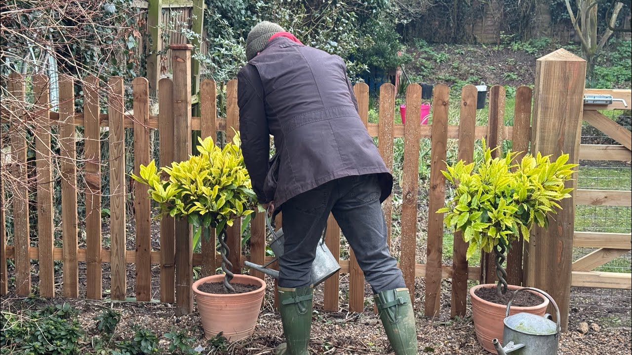 Пересадка лавровых деревьев. Почему мои лавровые деревья в горшках желтеют? #лавровоедерево #садо...