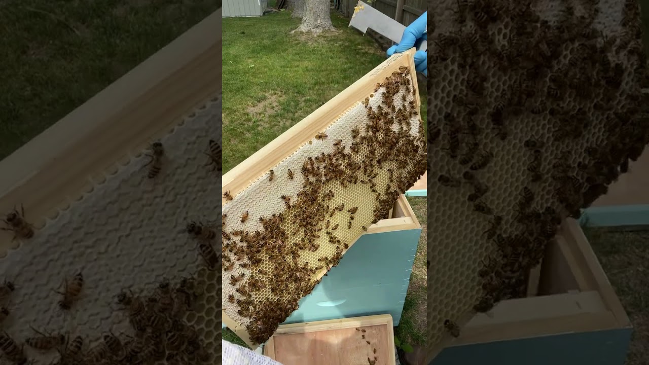 Two weeks after adding Better Comb to my hive.