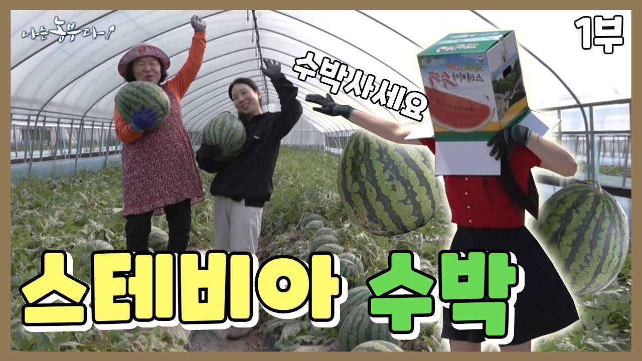 [나는농부다 360회 1부] 수박밭 금수저! 은혜 씨의 꽈당 일기