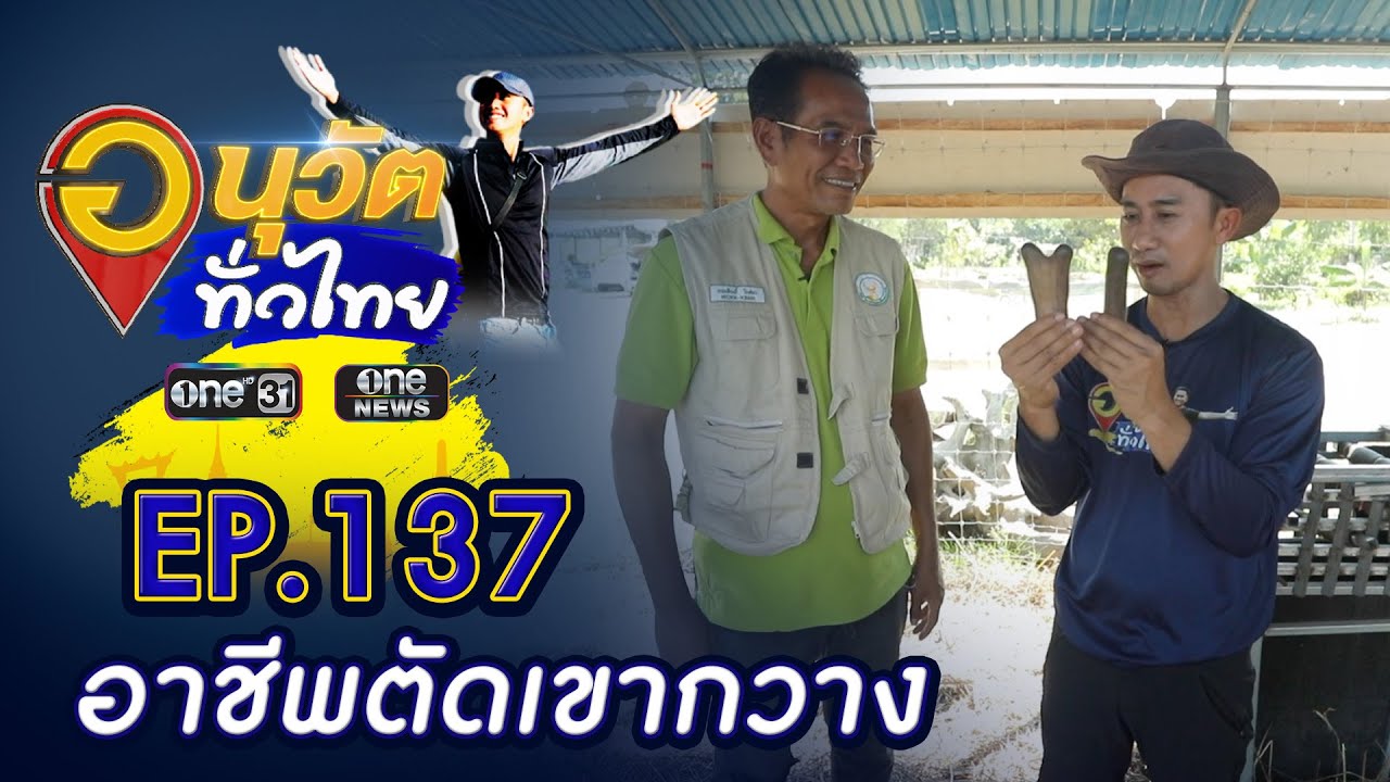 อาชีพตัดเขากวาง จ.กาฬสินธุ์ | อนุวัตทั่วไทย | EP 137 | ข่าวช่องวัน | one31