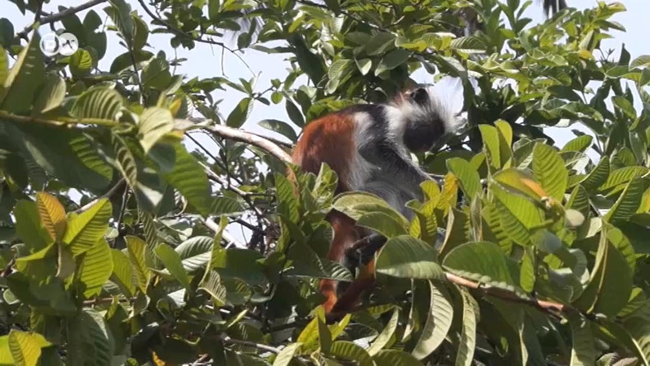 Kima Punju wa Jozani, Zanzibar