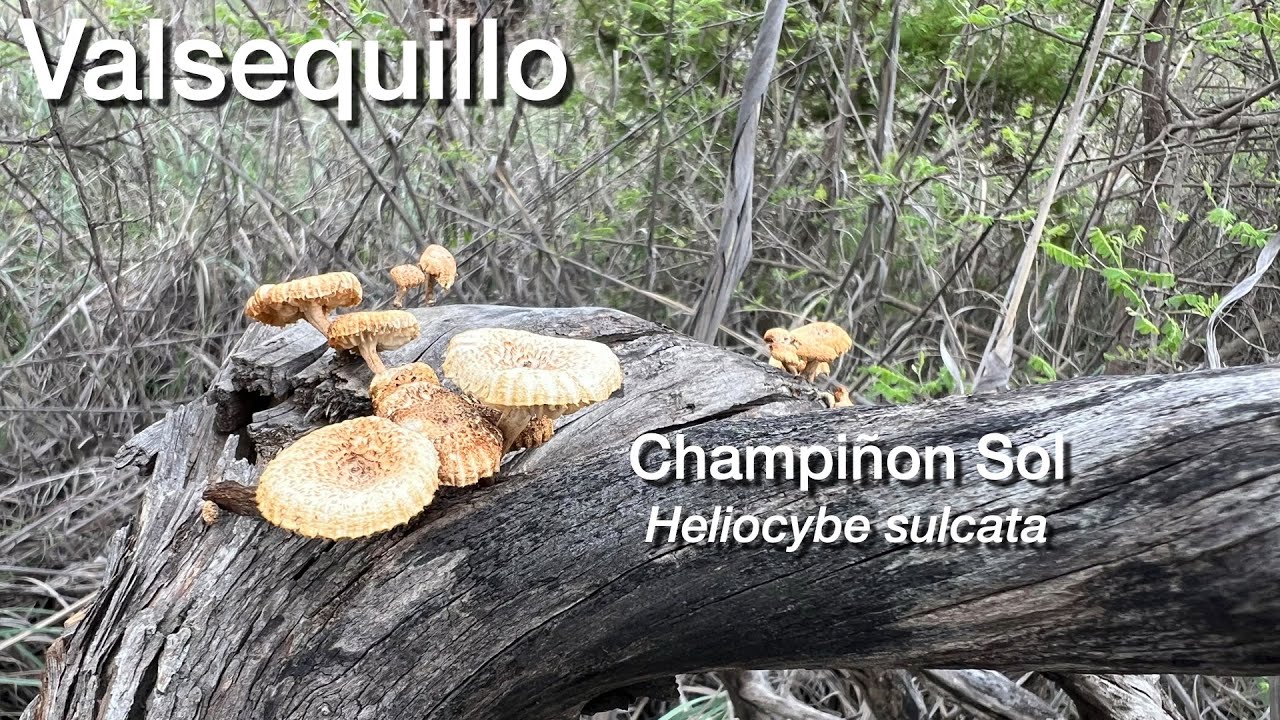 Valsequillo y sus hongos: Heliocybe sulcata