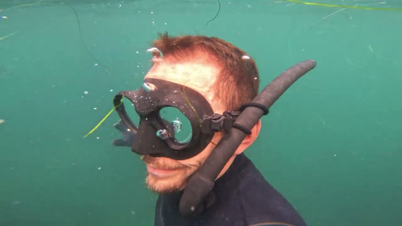 Saw my first Yellow Tail in San Diego  spearfishing