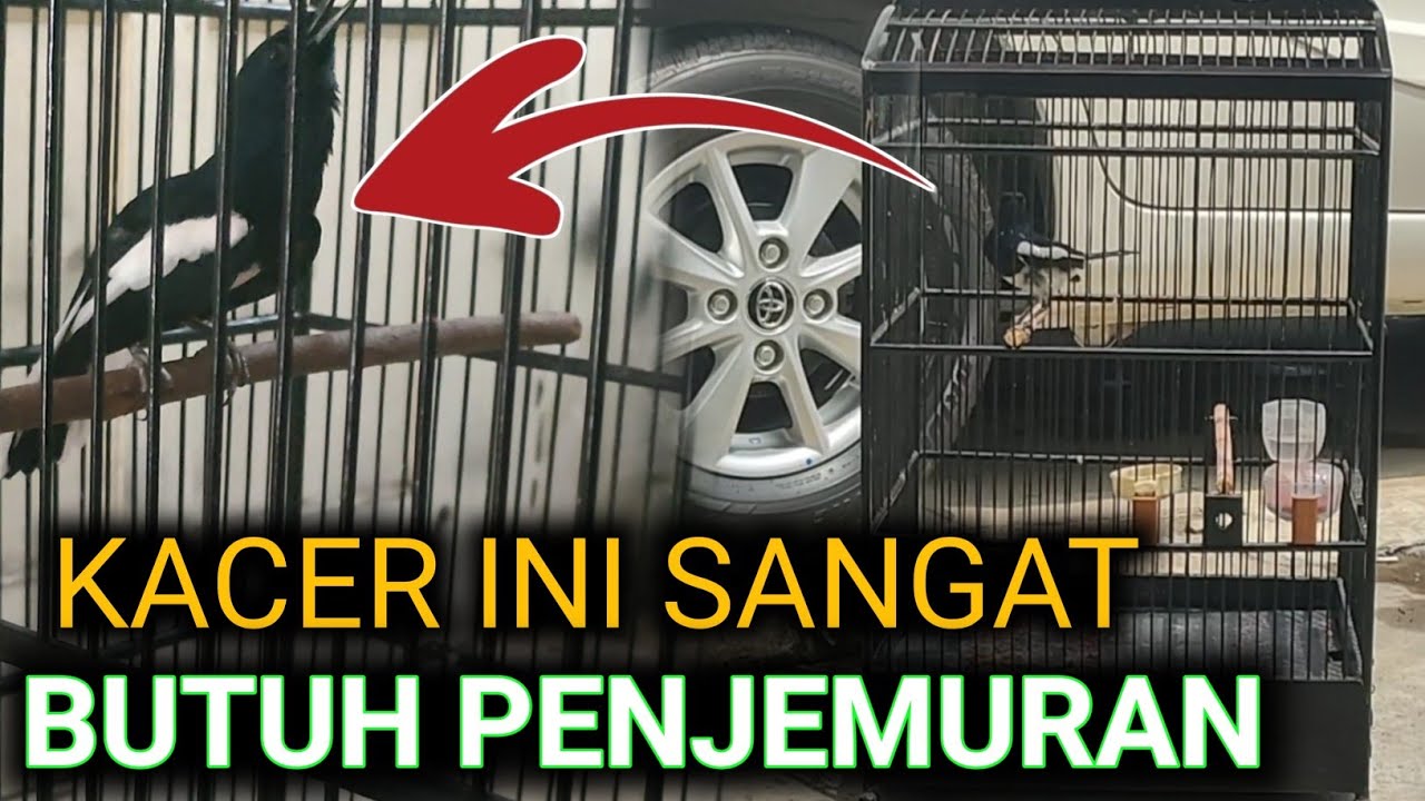 DR KACER TERBARU CIRI KACER BUTUH PENJEMURAN | CARA MERAWAT KACER