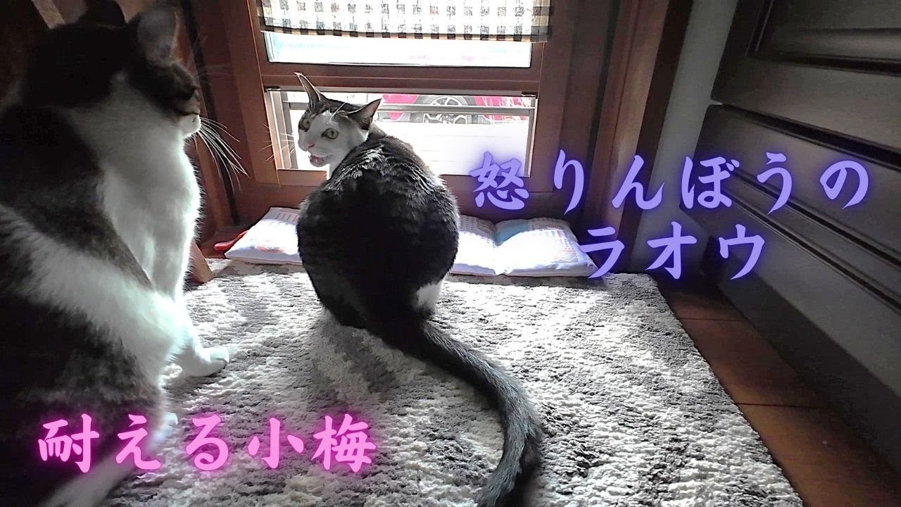 父動画21　シャム君が来たらラオウがこうなっちゃいました！